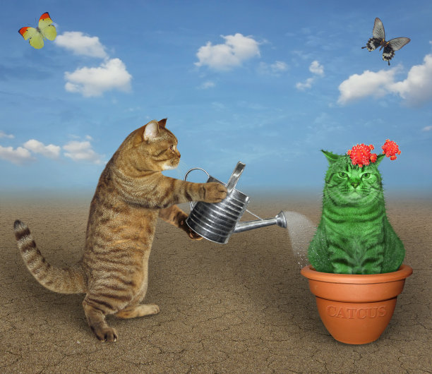 在沙漠里给仙人掌浇水的猫图片下载