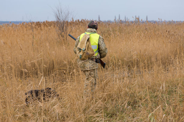狩猎期，秋季开放。一个身穿猎装、手拿猎枪的猎人在秋天的森林里寻找战利品。一个人拿着武器和猎狗在追捕猎物。图片下载