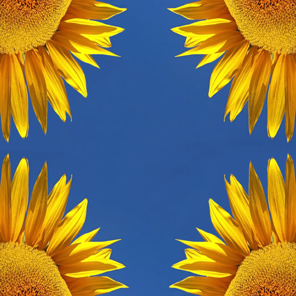 四朵向日葵的一部分在蓝天前，对称图片下载