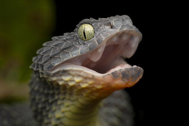 灌木蝰蛇(鳞状动脉粥样硬化)-黑色变异图片下载