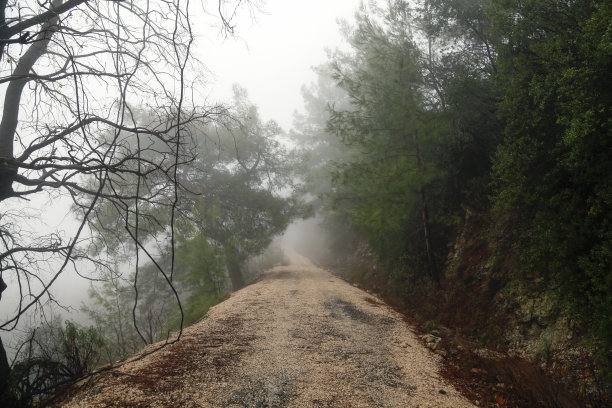阴森的雾，森林小径图片下载