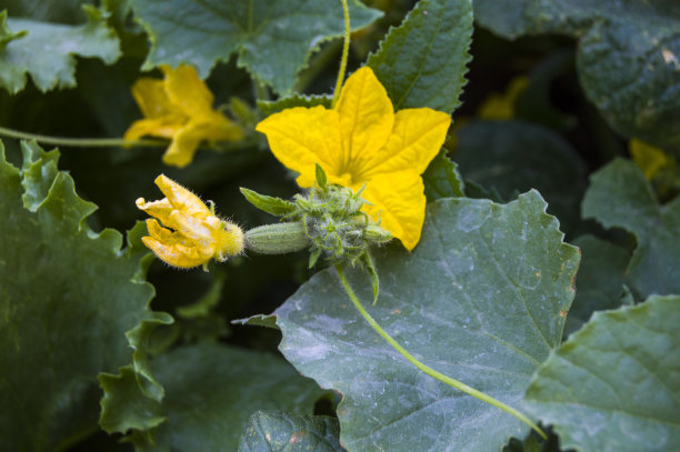 黄瓜种在花园里，黄瓜开黄花，有机天然黄瓜，不含药物，新鲜黄瓜图片不含激素，图片下载