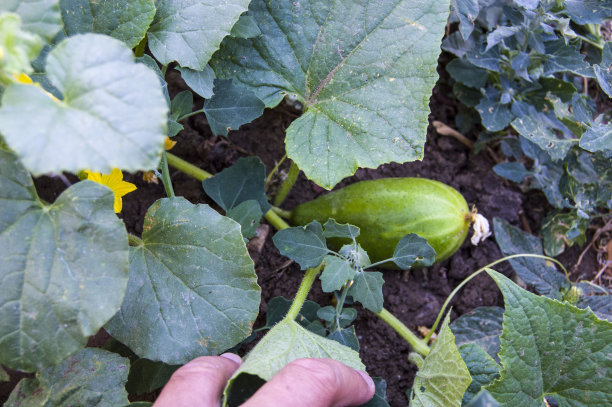 黄瓜种在花园里，黄瓜开黄花，有机天然黄瓜，不含药物，新鲜黄瓜图片不含激素，图片下载