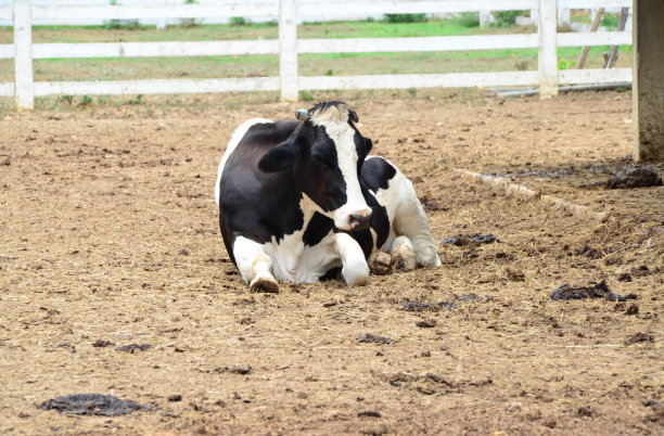 奶牛躺在农场里图片下载