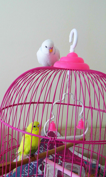 笼子里养着五颜六色的金丝雀，房内养着白色和黄色的金丝雀，图片下载