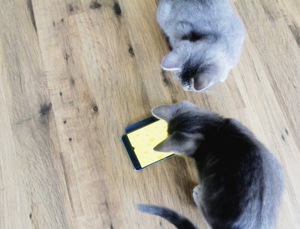 灰色虎斑猫玩手机图片下载