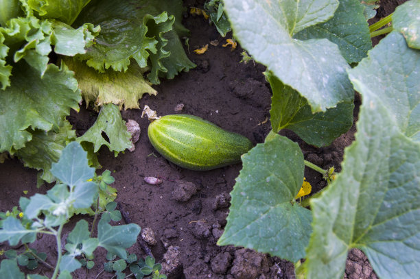 黄瓜种在花园里，黄瓜开黄花，有机天然黄瓜，不含药物，新鲜黄瓜图片不含激素，图片下载