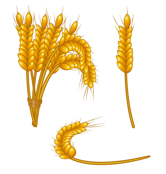 小麦的耳朵图片下载