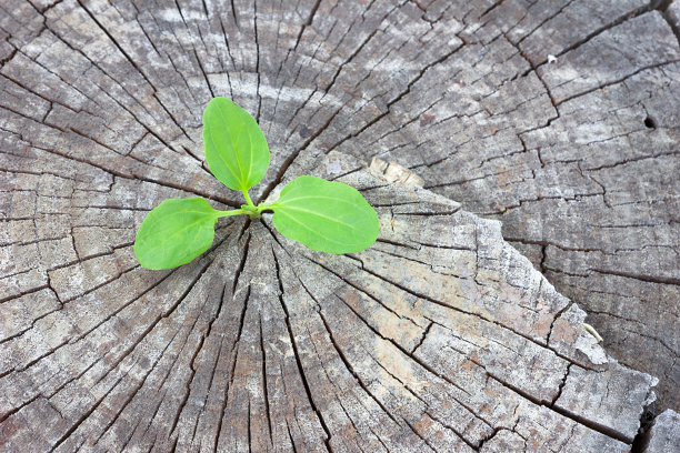生态学的概念。旧木芭蕉的新芽冉冉升起，象征着新生的奋斗图片下载