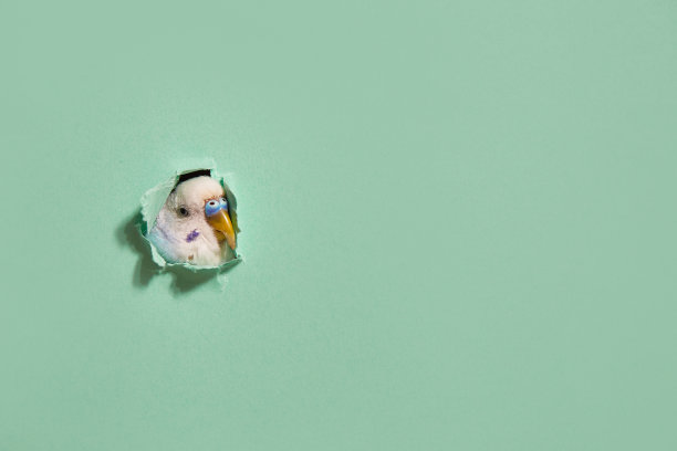 虎皮鹦鹉从一个绿纸洞里往外看。趋势图像与文本的地方。图片下载