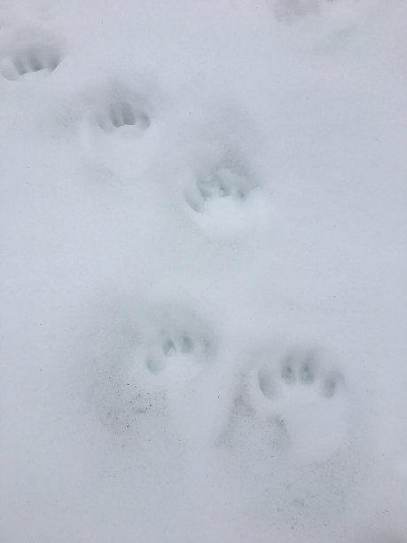 脚印在雪地图片下载