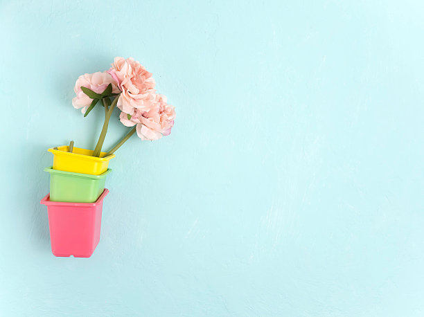 花盆中的花用于幼苗，花园工具在一个柔和的蓝色背景。花卉和花园商店的概念。花园和菜园。图片下载