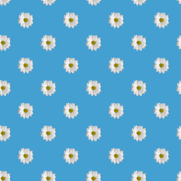 蓝色背景上无缝的雏菊图案图片下载