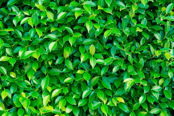 绿叶背景或自然墙面纹理，非常适合在设计中使用。图片下载