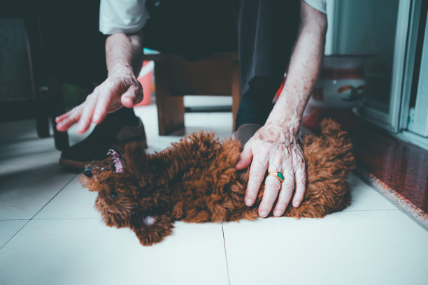 老人在和小狗玩图片下载