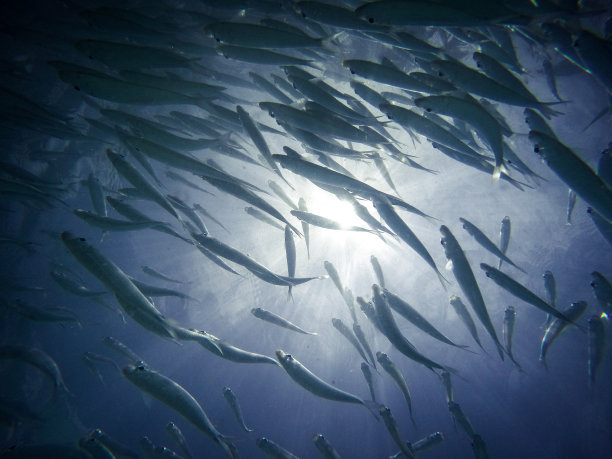 沙丁鱼群图片下载