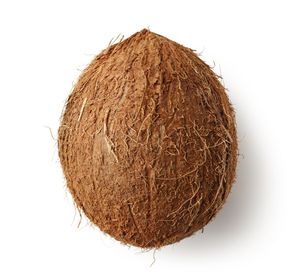 整个椰子被孤立在白色背景上图片下载