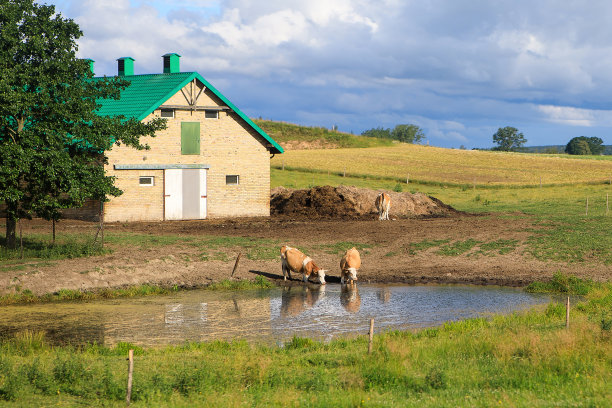 有奶牛的乡村景观图片下载