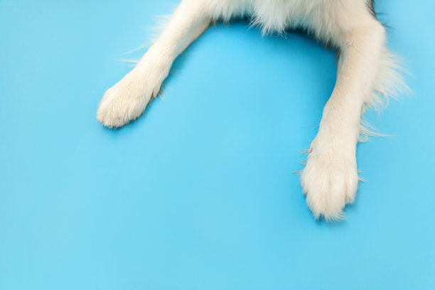 有趣的小狗狗边境牧羊犬的爪子靠近孤立的蓝色背景。宠物护理和动物概念。狗脚腿顶视图。平铺复制空间的文本图片下载