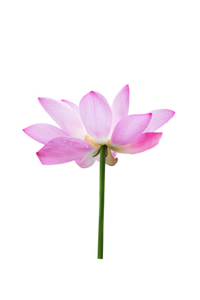 雨中的荷花图片下载