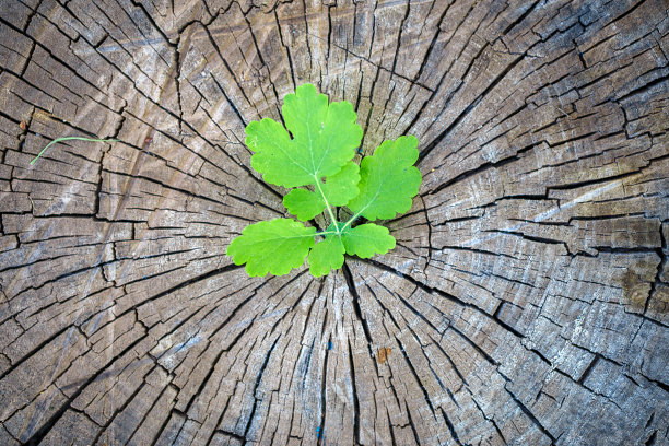 生态学的概念。老木的新芽，象征着新生命的奋斗图片下载