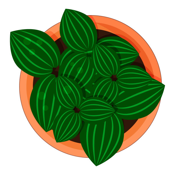 铝植物(Pilea cadierei)在花盆为家庭和办公室。前视图。孤立的对象在白色背景图片下载