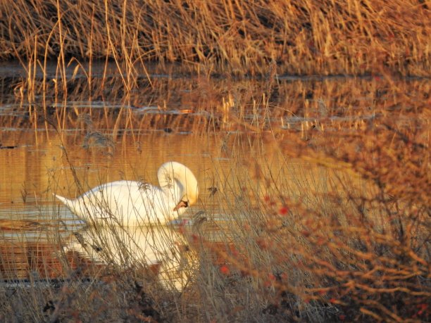 沉默的天鹅在傍晚的阳光下整理着胸部的羽毛图片下载