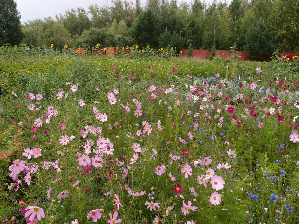 花的宇宙图片下载