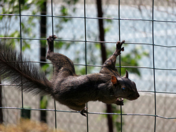 铁丝篱笆上的黑松鼠图片下载
