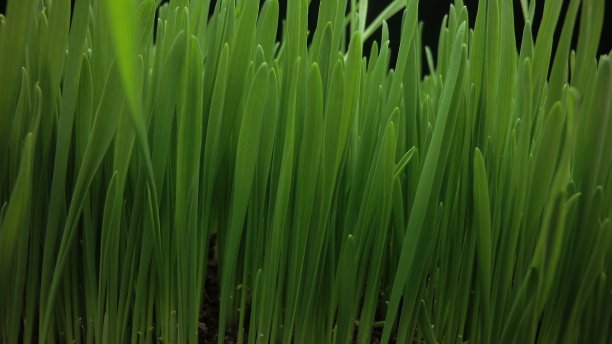 镜头移动经过发芽的燕麦茎秆，运动中的时间流逝，生长的燕麦。生命诞生的概念。图片下载