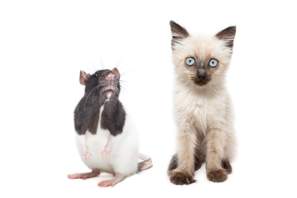 孤立背景下的动物图片下载