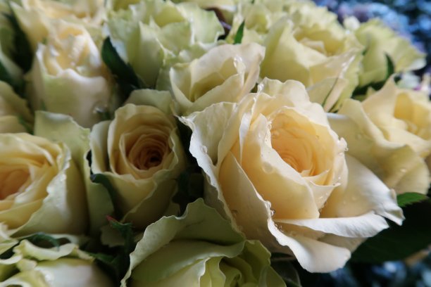 背景与彩色玫瑰灿烂的特殊日子图片下载