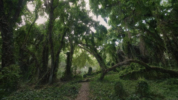 绿树远离文明图片下载