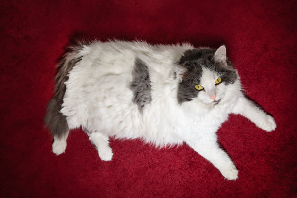 大白灰长毛猫在红色上图片下载