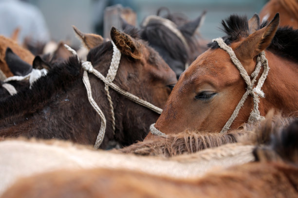 一群马的细节图片下载