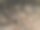 黑咖啡种子图片下载