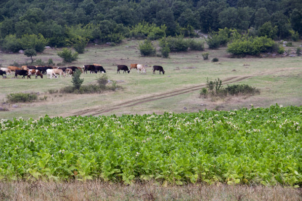 保加利亚的Rhodope山脉农业景观图片下载