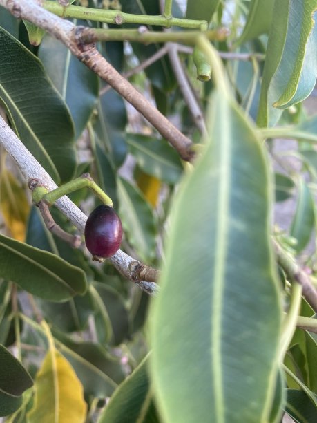 贝瑞在树图片下载