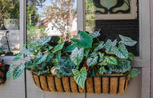 钢英国干草篮窗种植与可可纤维衬里填充植物挂在油漆过的木镶板上的窗户反射其他房屋和树木，显示旧的彩色玻璃图片下载