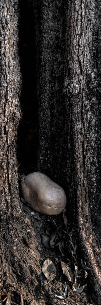 石头在一棵老树的洞里图片下载