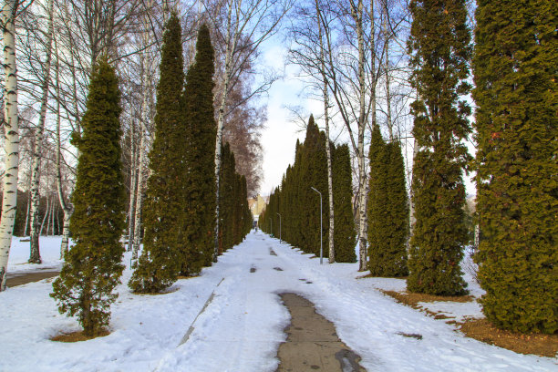 冬季公园步行街。由绿树或圣诞树制成的小径。雪的土地。自然景观图片下载