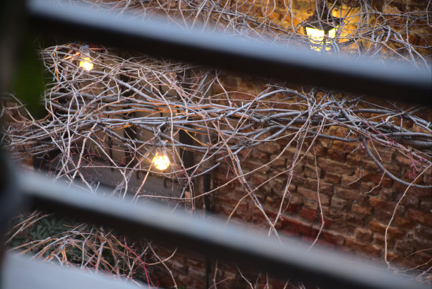 窗户上的灯光和树枝图片下载