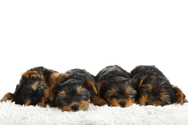 小狗约克郡犬图片下载