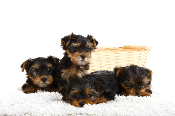 小狗约克郡犬图片下载