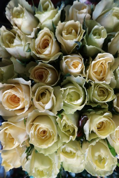 背景与彩色玫瑰灿烂的特殊日子图片下载