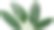 榕树的绿叶在白色的背景上图片下载