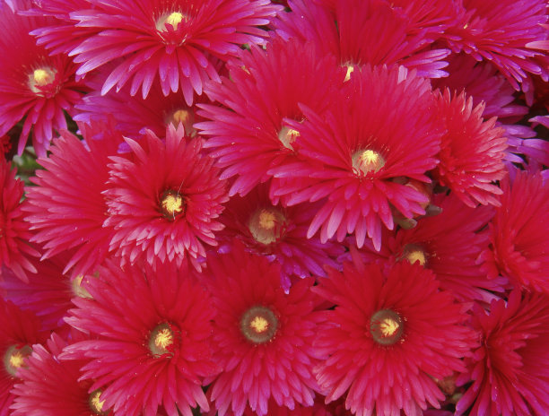 兰布兰图斯图片下载