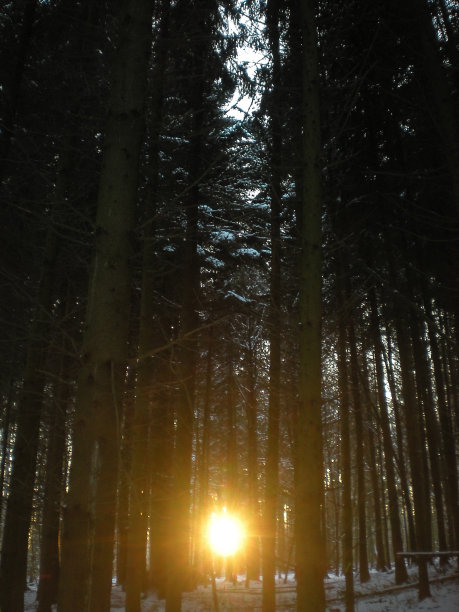 森林中的日落图片下载