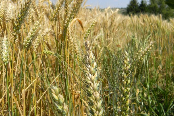 小麦穗特写与麦田作为背景在夏季图片下载