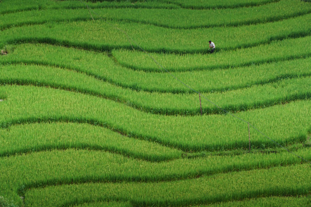 在稻田里工作的人。图片下载